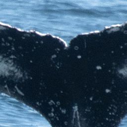 Fluke of HW-MN0805625