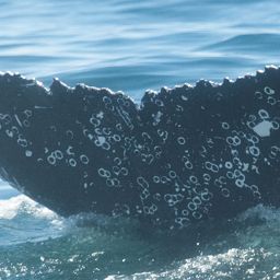 Fluke of HW-MN0805627