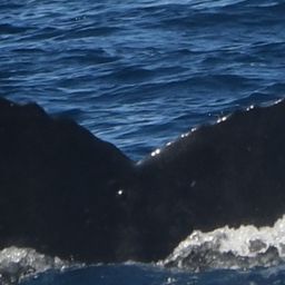 Fluke of HW-MN0445353