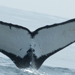 Fluke of CRC-11336