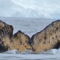 Fluke of HW-MN1300978