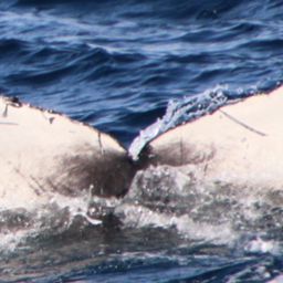 Fluke of 2024-2025 calf of CRC-12484