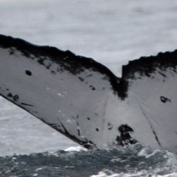 Fluke of CRC-12415