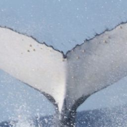 Fluke of 149156