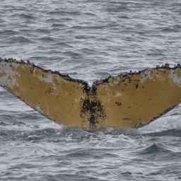 Fluke of HW-MN1300995