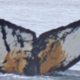Fluke of HW-MN1300999