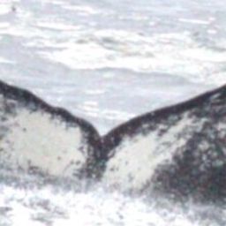 Fluke of HW-MN1308151