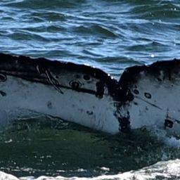 Fluke of CRC-23677