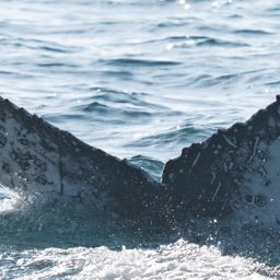Fluke of CRC-23679