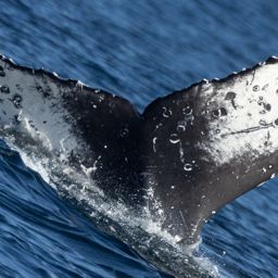 Fluke of HW-MN0503993