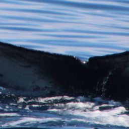 Fluke of HW-MN0503994