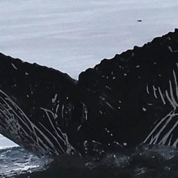 Fluke of CRC-23121