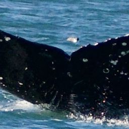 Fluke of CRC-23699