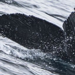 Fluke of HW-MN0504014