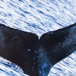 Fluke of HW-MN0445366