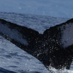 Fluke of HW-MN0445370