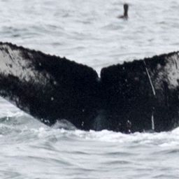 Fluke of Cantus