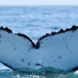 Fluke of HW-MN0805632
