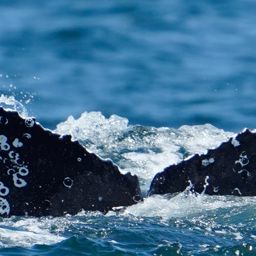 Fluke of HW-MN0805634