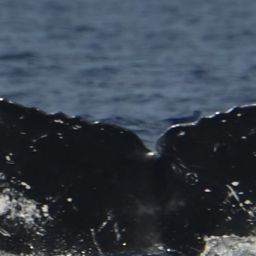 Fluke of HW-MN0445371