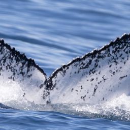 Fluke of HW-MN0805638