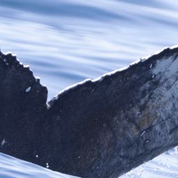 Fluke of HW-MN0805639