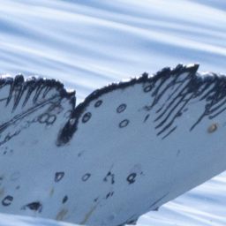 Fluke of HW-MN0805643