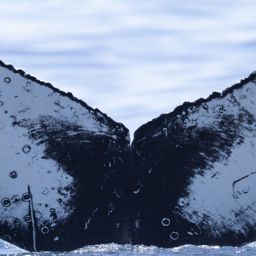 Fluke of HW-MN0805644