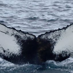 Fluke of HW-MN0104517