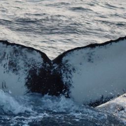 Fluke of HW-MN0104518