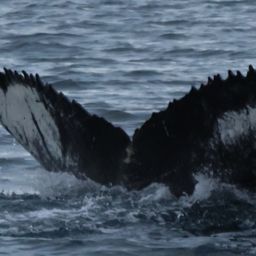 Fluke of HW-MN0104521