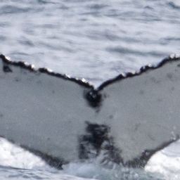 Fluke of HW-MN0805645