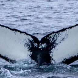Fluke of HW-MN0200802