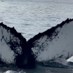 Fluke of HW-MN0200804