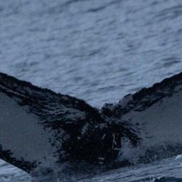 Fluke of HW-MN0200805