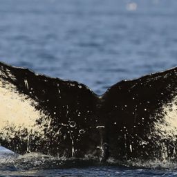 Fluke of HW-MN0420550