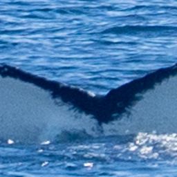 Fluke of HW-MN1308168