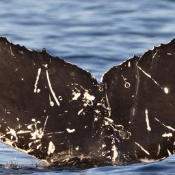 Fluke of HW-MN0805647