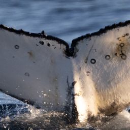 Fluke of HW-MN0805648
