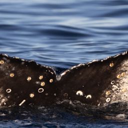 Fluke of HW-MN0805649