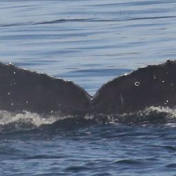 Fluke of CRC-11354