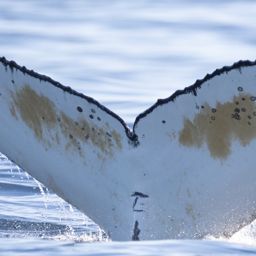 Fluke of HW-MN0805650