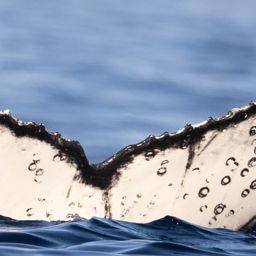 Fluke of HW-MN0805651
