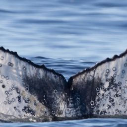 Fluke of HW-MN0805652