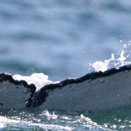 Fluke of HW-MN0805654