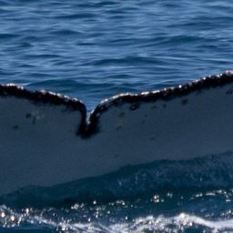 Fluke of HW-MN0805656