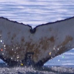 Fluke of HW-MN1308173