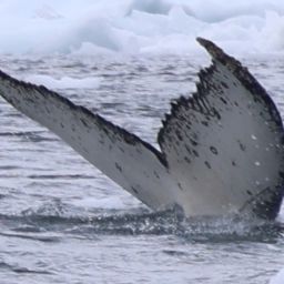 Fluke of HW-MN1308176