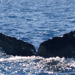 Fluke of HW-MN0100235