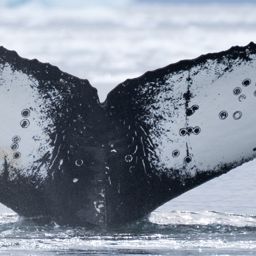 Fluke of HW-MN1308191